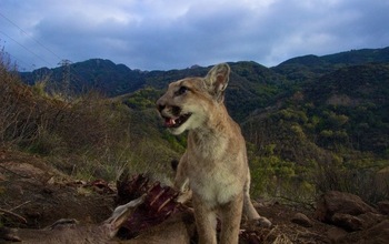 A mountain lion kitten enjoys a sunrise meal