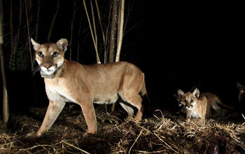 Female mountain lion 