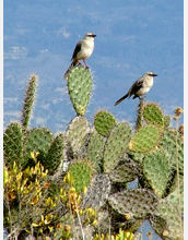 Male and female tropical mocking bird in Villa de Leyva, Colombia, South America.