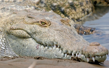 A crocodile