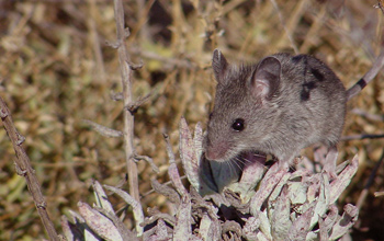 Anacapa Island deer mouse