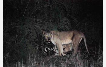 A pair of lions prey on a zebra in the Olkiramatian Shompole Community Conservation Area, Kenya