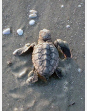 A hatchling loggerhead (<em>Caretta caretta</em>) sea turtle heads toward the ocean