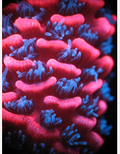 Natural fluorescence of <em>Acropora millepora</em> under dissecting microscope