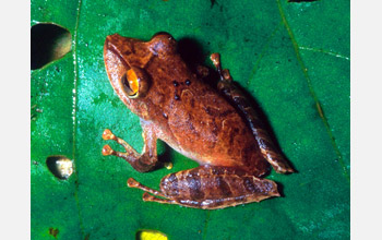 Frog Species <em>Pristimantis educatoris</em>