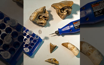 Specimens of 12 million-year old alligator (left) and rhinoceros fossil teeth