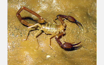 Scorpion species <em>Alacran tartarus</em>