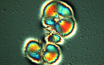 A crushed salt sample with water added reveals microscopic microbial life