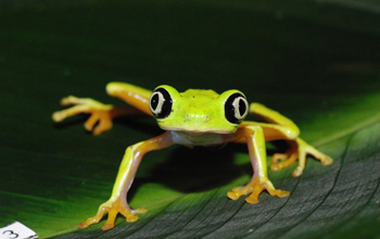 Tree frog <em>Hylomantis lemur</em> (recently named <em>Agalychnis lemur</em>)