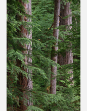 Old growth forest at the HJ Andrews Experimental Forest, an NSF LTER site