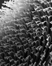 A SEM of the tarsal pad of the horsefly <em>Tabanus sulcifrons</em>