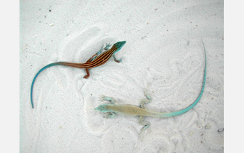 Little striped whiptail lizards