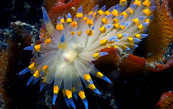 Nudibranch species <em>Janolus barbarensis</em>