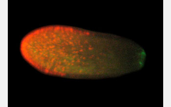 Five-day-old staghorn coral (<em>Acropora millepora</em>)