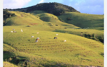 A forest patch seen in the distance, surrounded by grazing cattle