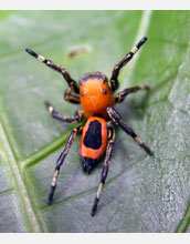 Adult female jumping spider (<em>Phiale mimica</em>)