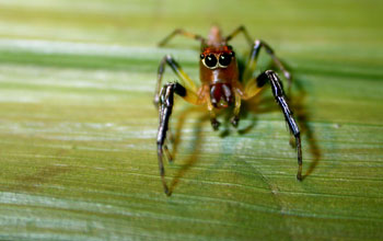 Jumping spider (<em>Hypaeus benignus</em>)