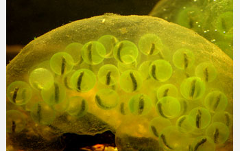 Spotted salamander eggs with developing larvae