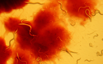 Nematode host <em>Caenorhbaditis elegans</em> encounters bacterial pathogen <em>S. marcescens</em>