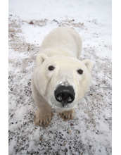 Polar bear