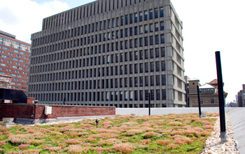 A green roof in New York City