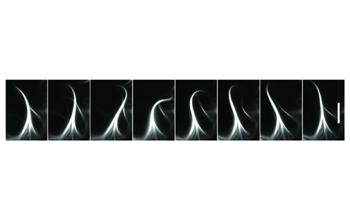 An active microtubule bundle observed with fluorescence microscopy