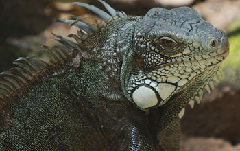 Iguana from Amazon basin region of Guyana