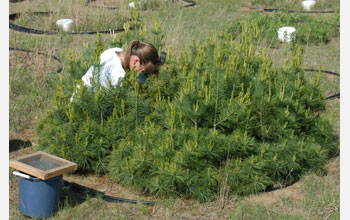 A researcher examines experimental plots containing different plant species