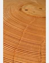 A cross section taken from a Douglas fir