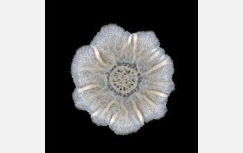 A view looking from the top down on a <em>Bacillus subtilis</em> colony