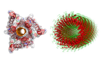 The researchers designed structure (left) was inspired by natural viruses