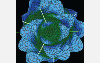 Previously overlooked asymmetry has been found in <em>Arabidopsis</em>