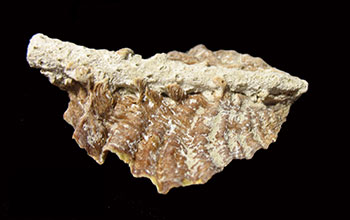 Tree oyster frons attached to staghorn coral