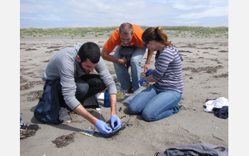 Citizen science program volunteers tag a sooty shearwater on the coast of Washington state