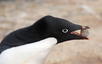 Every November, male Adelie penguins come ashore and gather rocks to build their nests