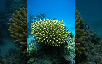 <em>Acropora retusa</em>, a common species of coral found throughout the world