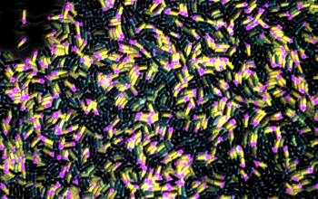 Common soil bacterium <em>Bacillus subtilis</em> forms a spore when food runs short