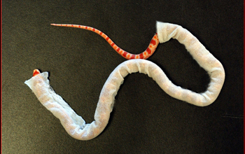 Corn snake wearing cloth jacket for experiment on serpentine movement