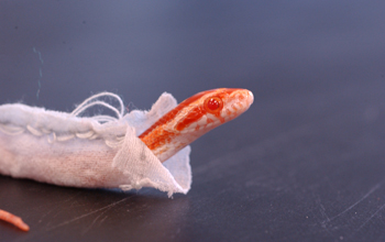 Corn snake wearing cloth jacket for experiment on serpentine movement