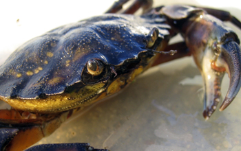 The European green crab (<em>Carcinus maenas</em>)