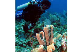 Bite marks from angelfish are clearly visible on these gray tube sponges