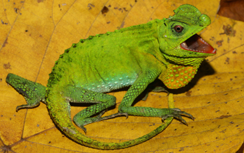 A hump-nosed lizard (<em>Lyriocephalus scutatus</em>) near Kandy, Sri Lanka