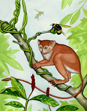 Artist's conception of tiny, tree-dwelling primate <em>Archicebus Achilles</em>