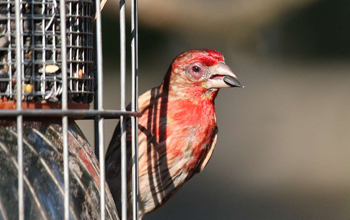 A male house finch with house finch eye disease, a form of conjunctivitis, or pinkeye