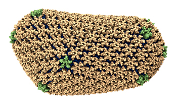 Rendering of human immunodeficiency virus (HIV) capsid--pentamers in green, hexamers in tan