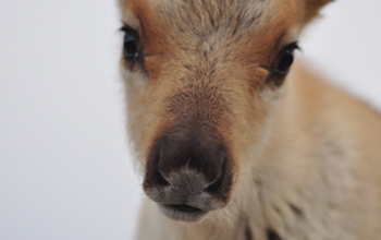 A caribou calf in western Greenland