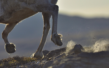 A caribou on the rocky tundra of western Greenland