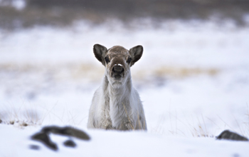 A caribou, photographed in early May