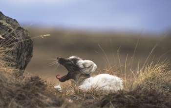 An arctic fox at rest