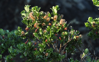 A grayleaf willow, a dwarf arctic shrub